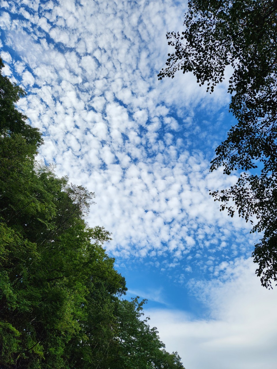 一色の森の青空