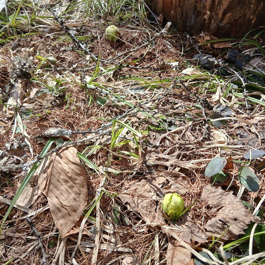 一色川のふきのとう