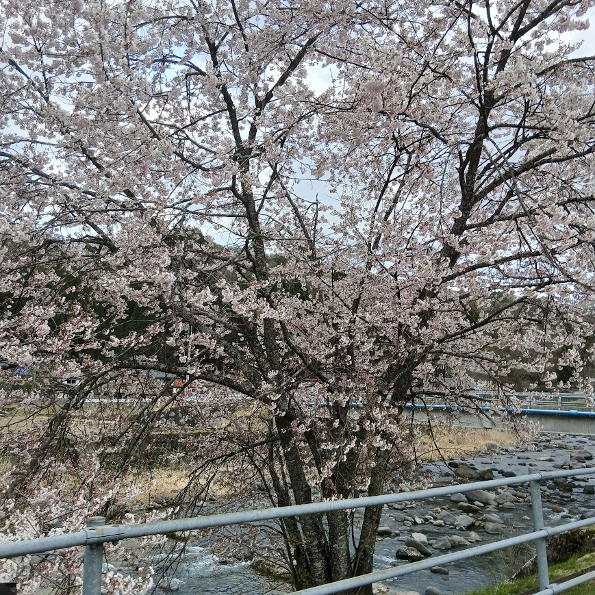 一色の森に春が訪れました