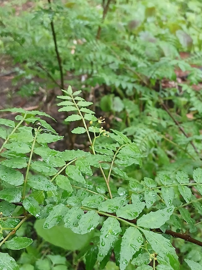 雨に濡れる山椒の花